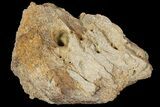 Fossil Dinosaur (Triceratops) Frill Section - North Dakota #134318-1